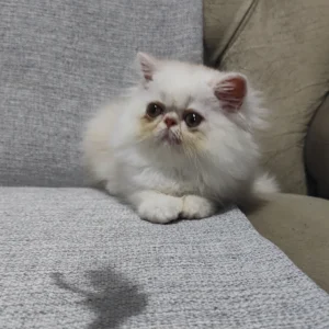 filhote gato persa fêmea