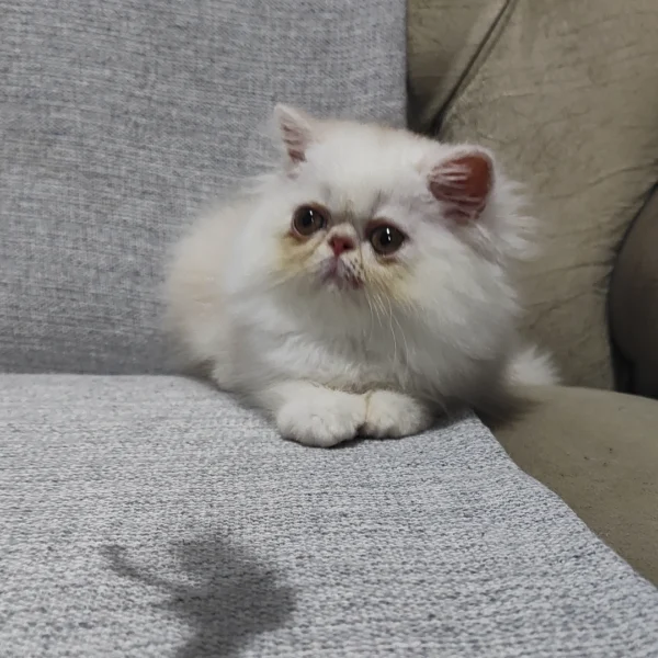 filhote gato persa fêmea