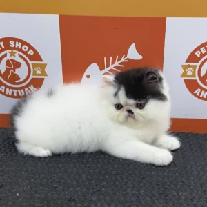 Filhote Gato Persa Macho