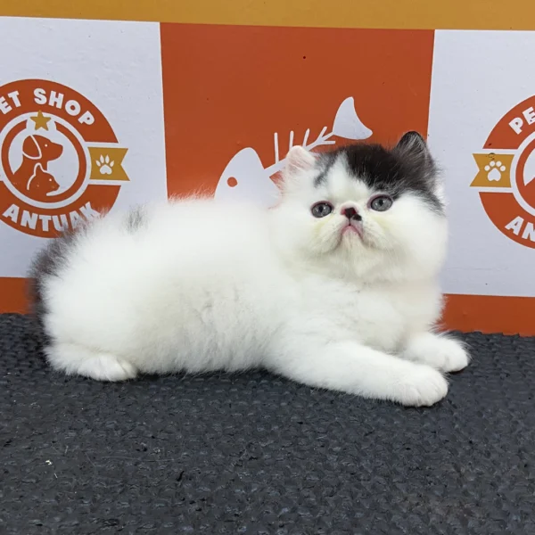 Filhote Gato Persa Macho - Imagem 2