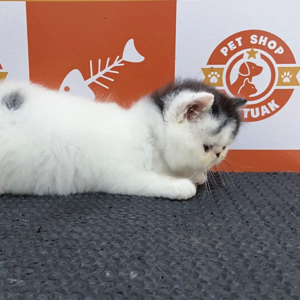 Filhote Gato Persa Macho - Imagem 3