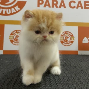 Filhote Gato Persa Macho