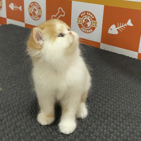 Filhote Gato Persa Macho - Imagem 2